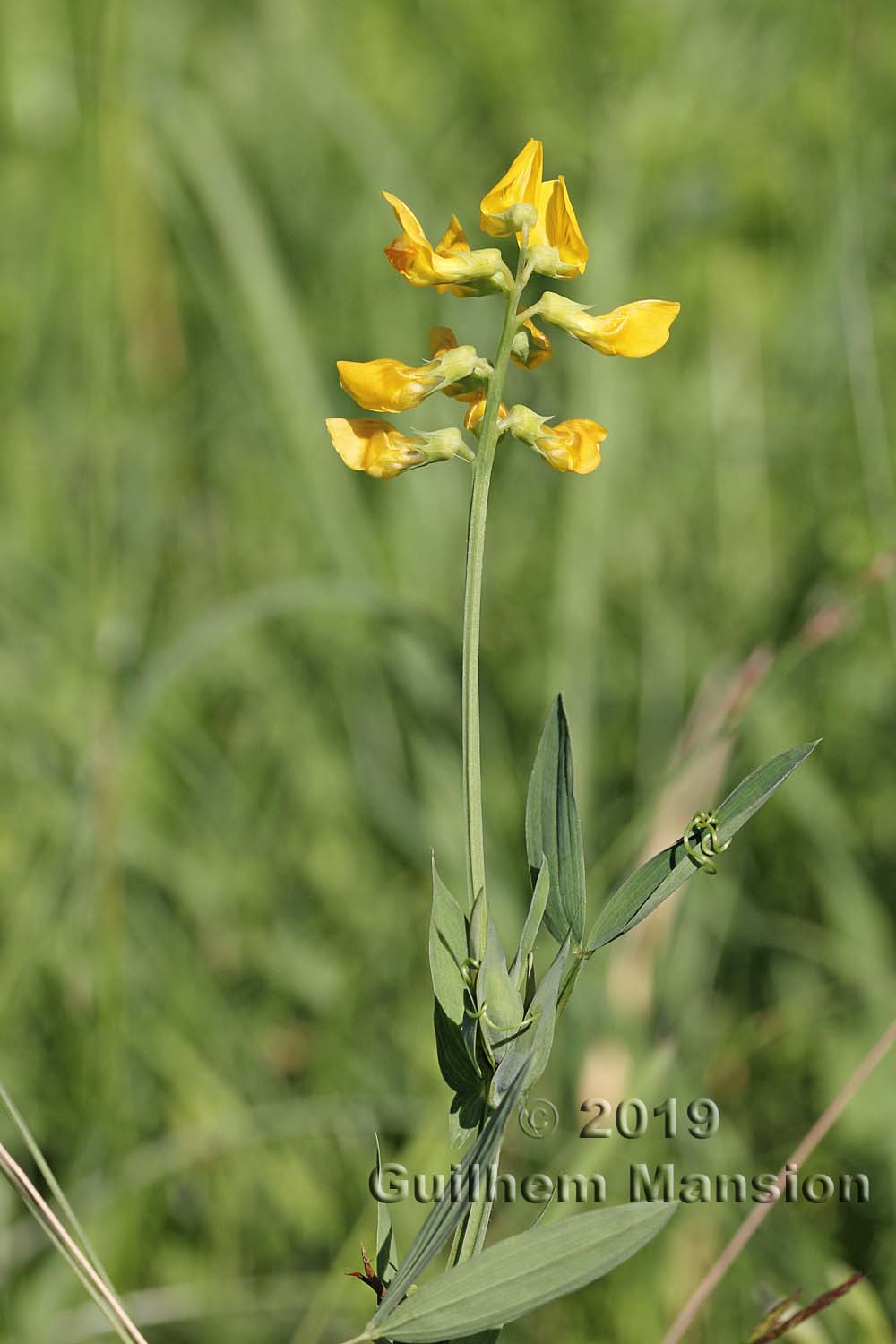 Lathyrus pratensis