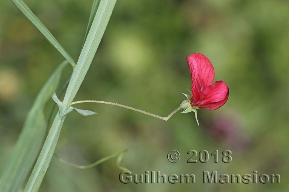 Lathyrus setifolius