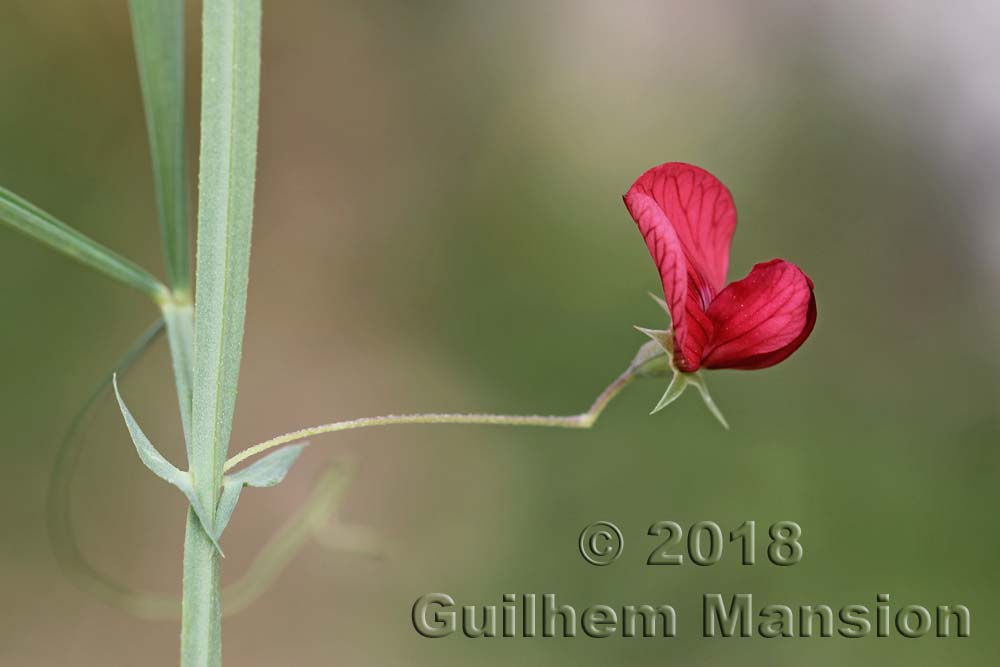 Lathyrus setifolius