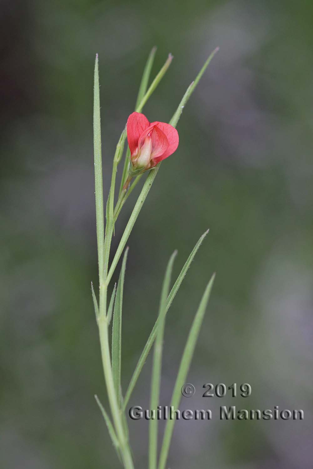 Lathyrus sphaericus