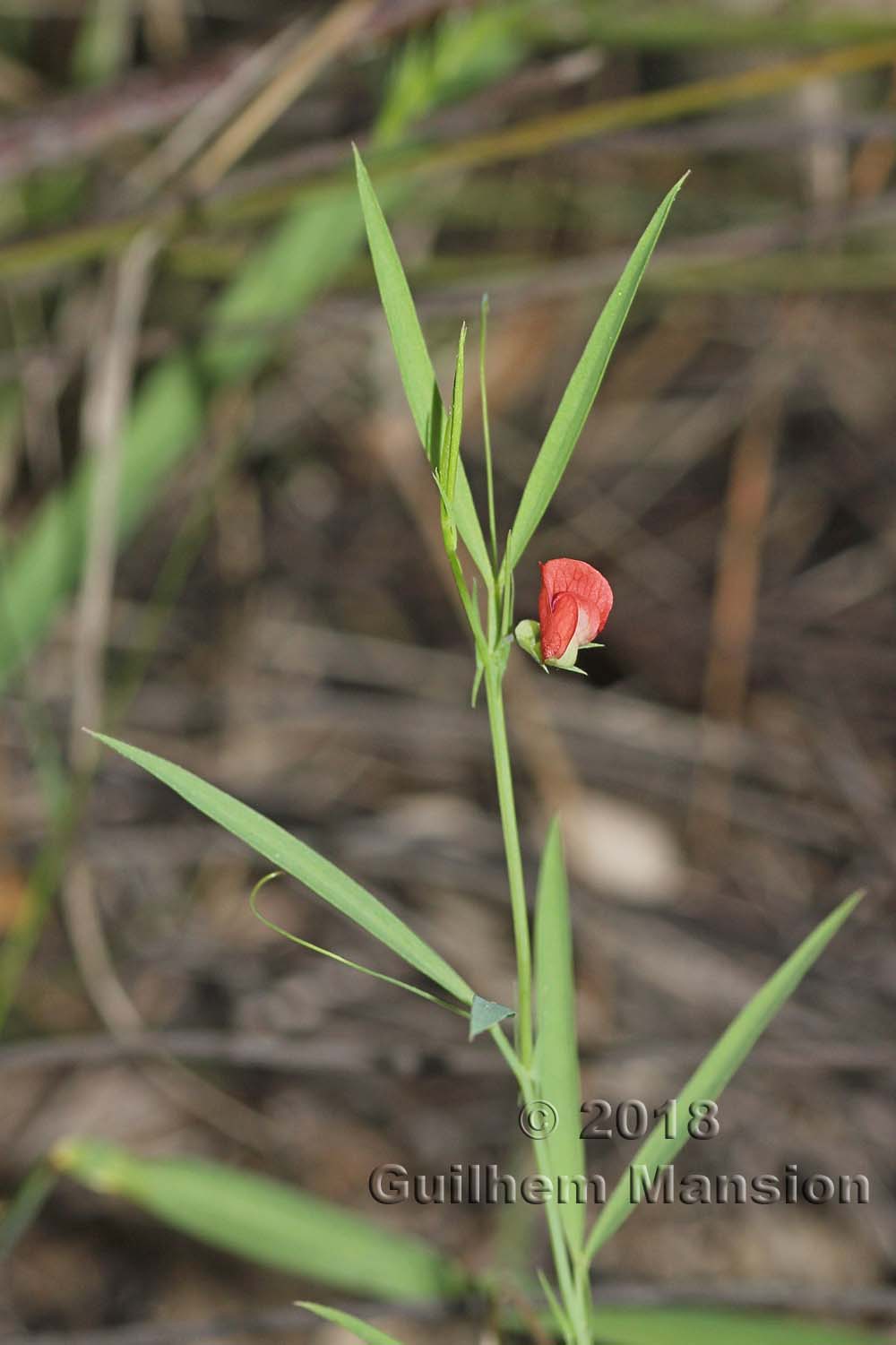 Lathyrus sphaericus