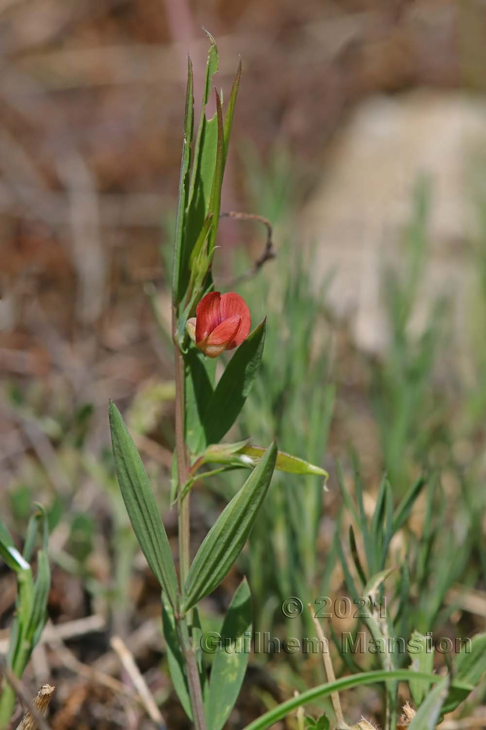 Lathyrus sphaericus