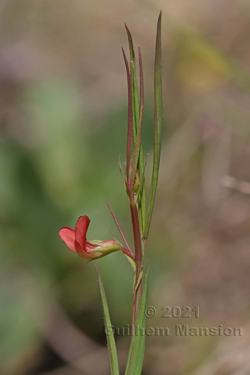 Lathyrus sphaericus