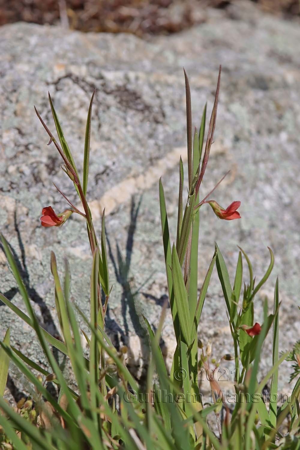 Lathyrus sphaericus