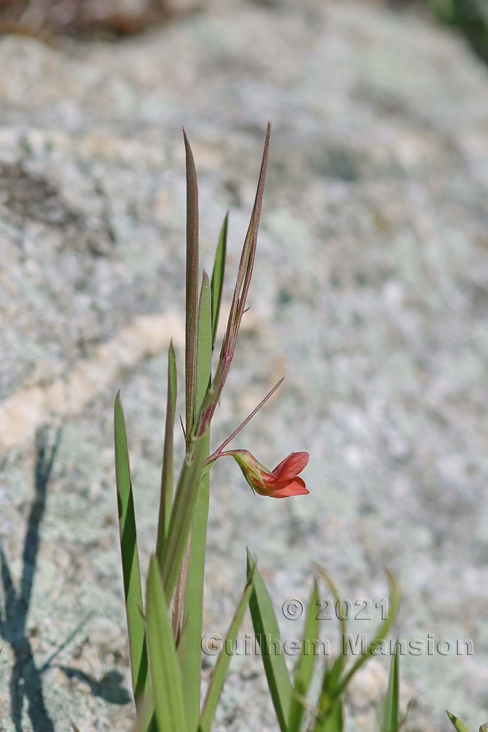 Lathyrus sphaericus