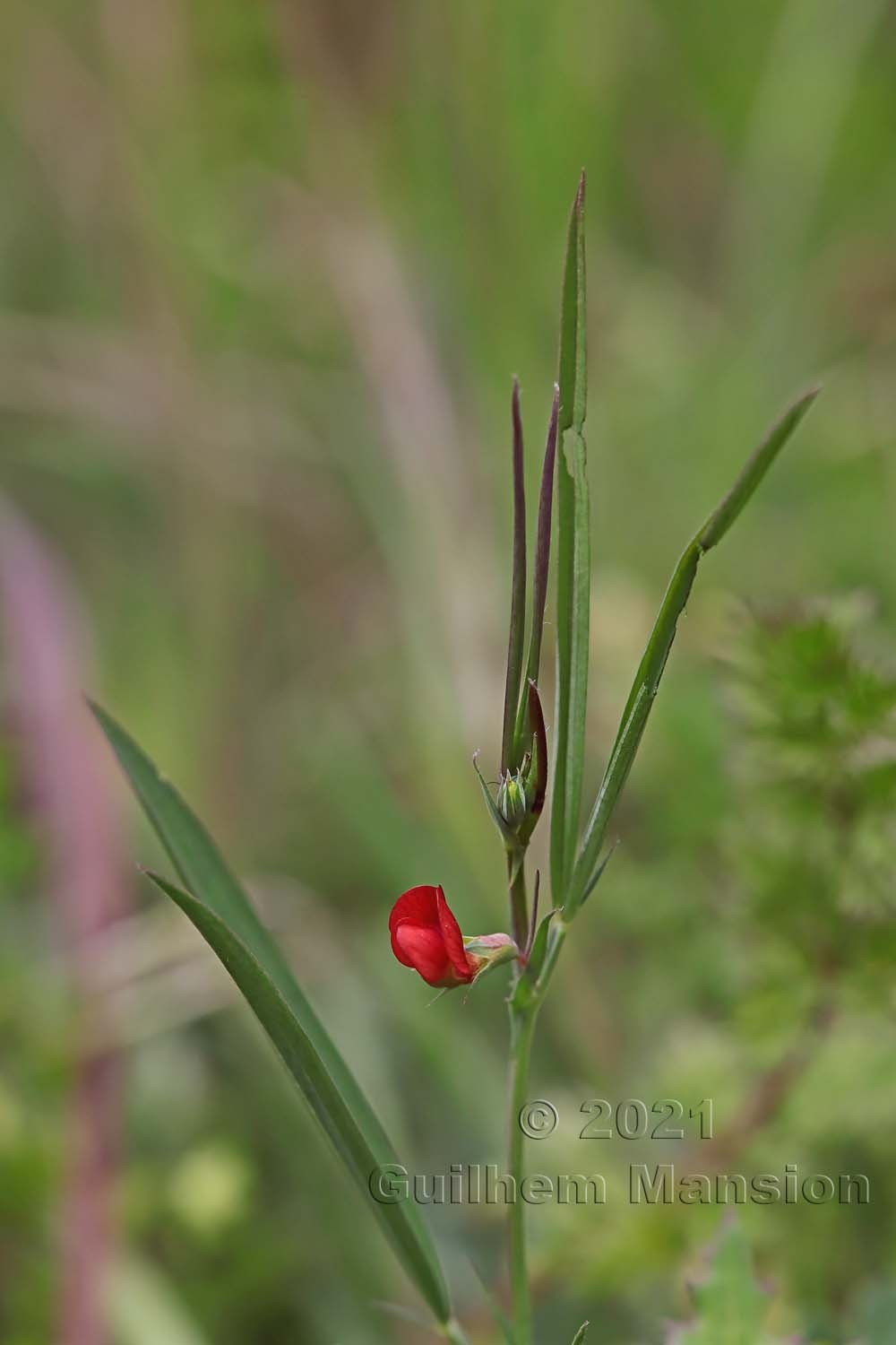 Lathyrus sphaericus