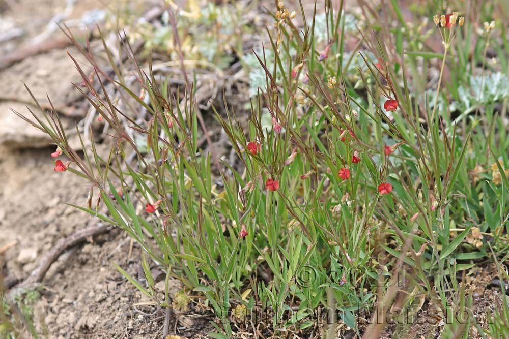 Lathyrus sphaericus