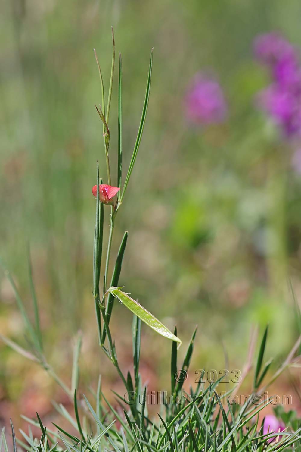 Lathyrus sphaericus