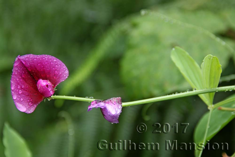 Lathyrus tingitanus