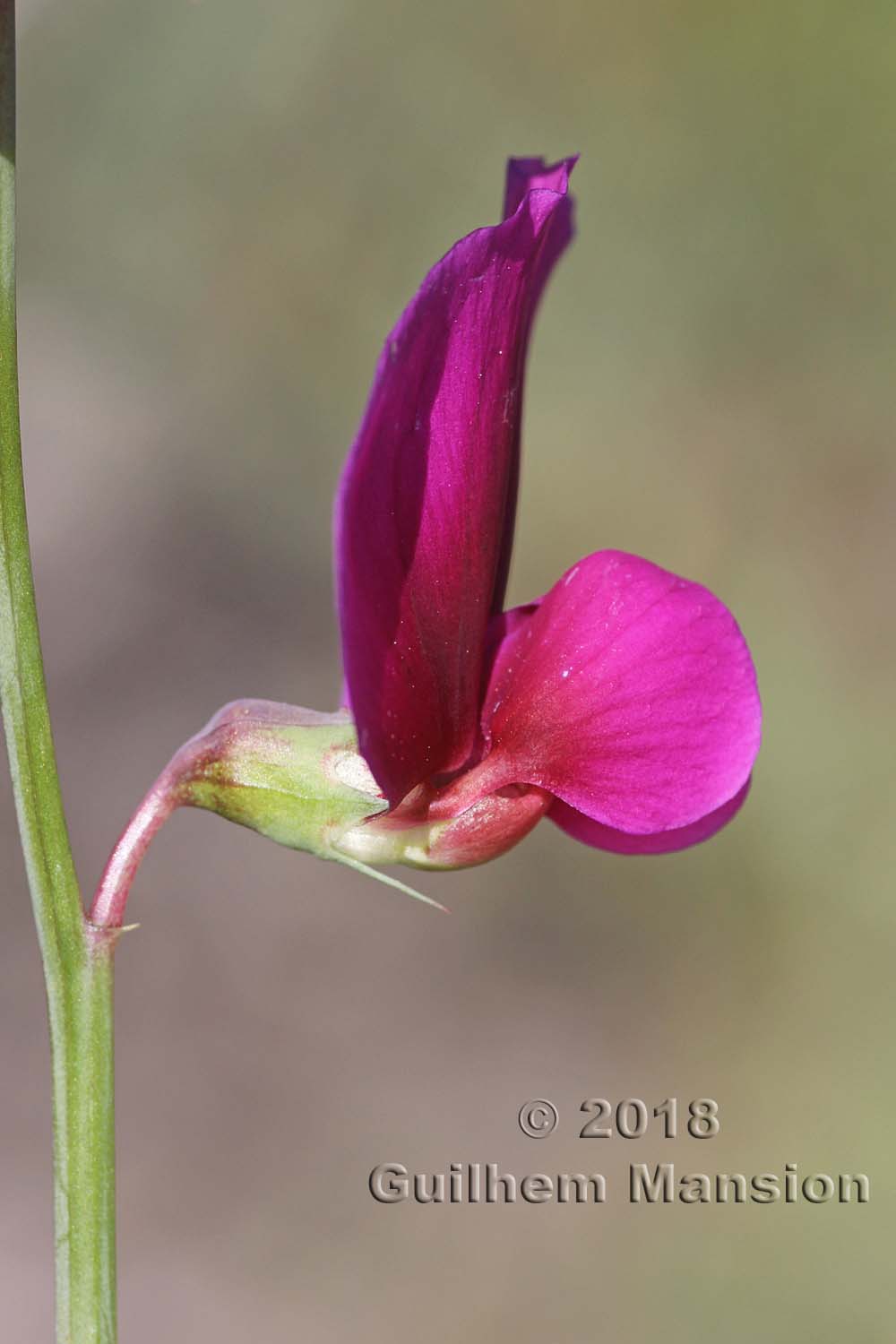 Lathyrus tingitanus