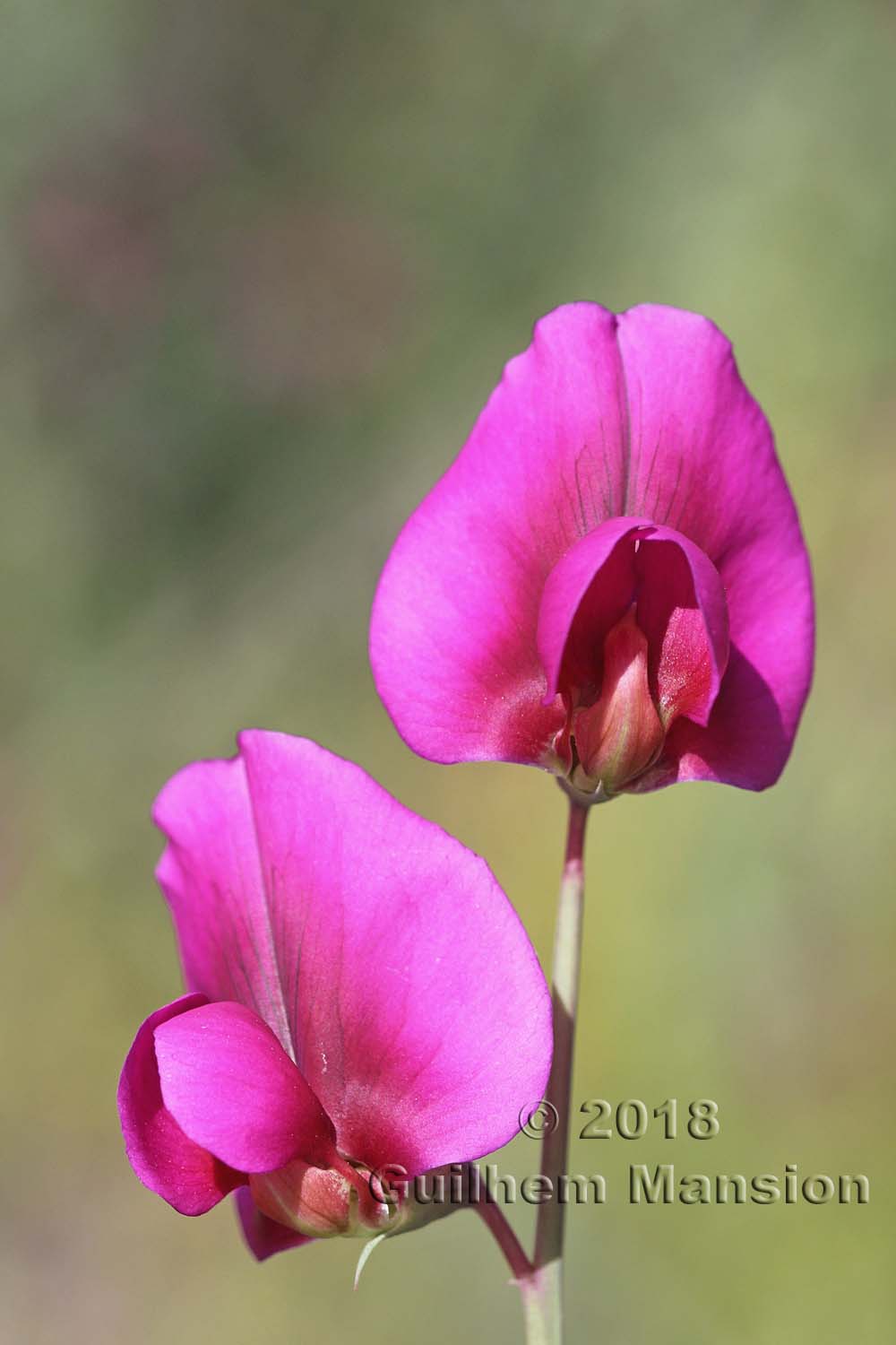 Lathyrus tingitanus