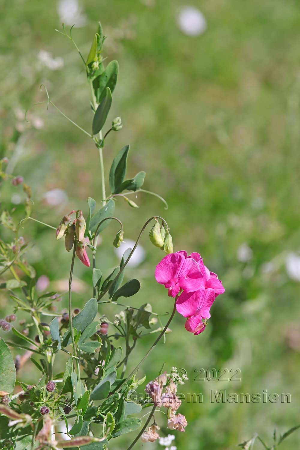 Lathyrus tuberosus