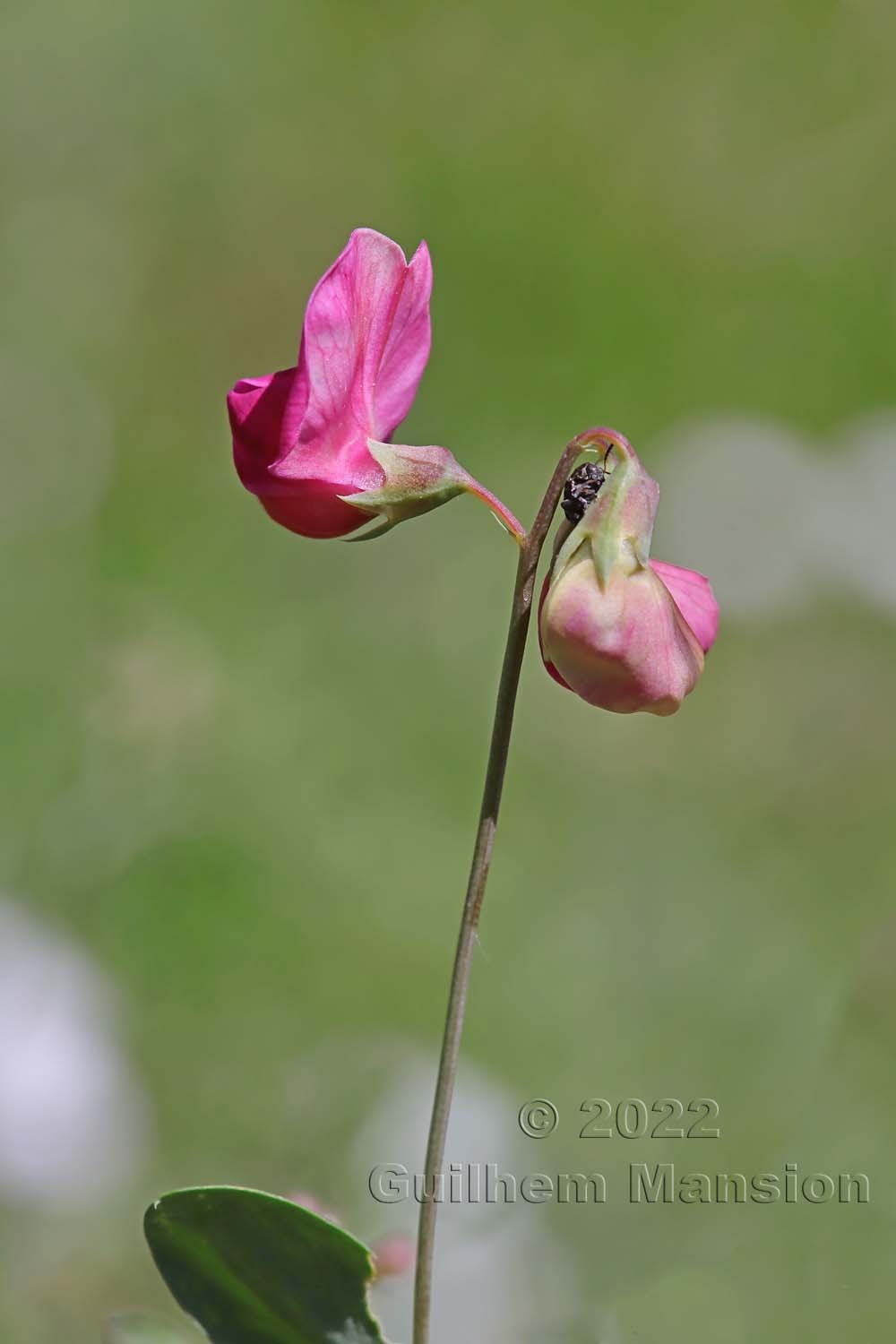 Lathyrus tuberosus