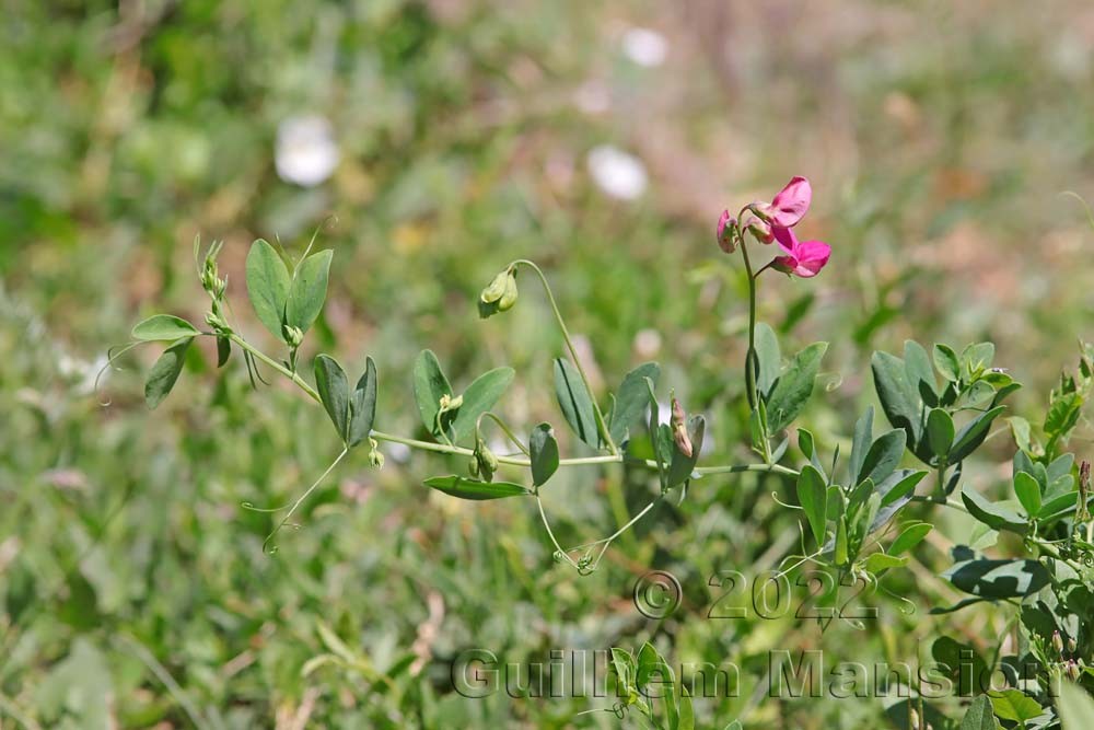 Lathyrus tuberosus