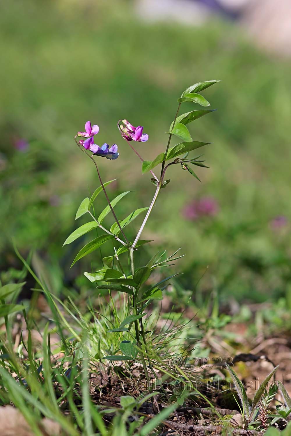 Lathyrus vernus