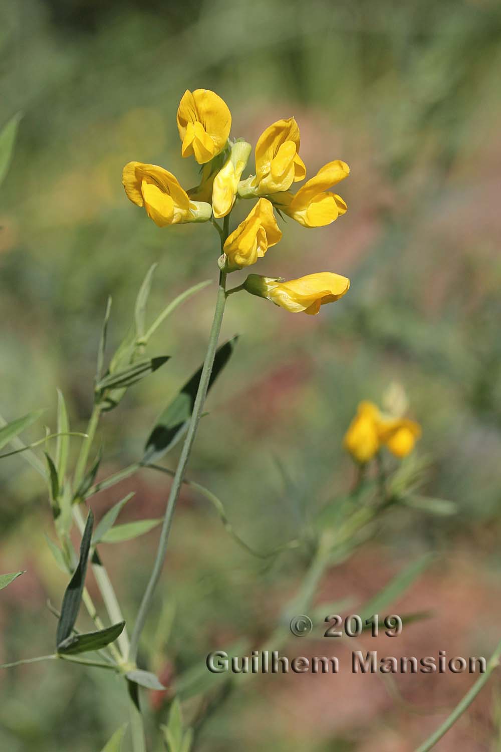 Lathyrus pratensis