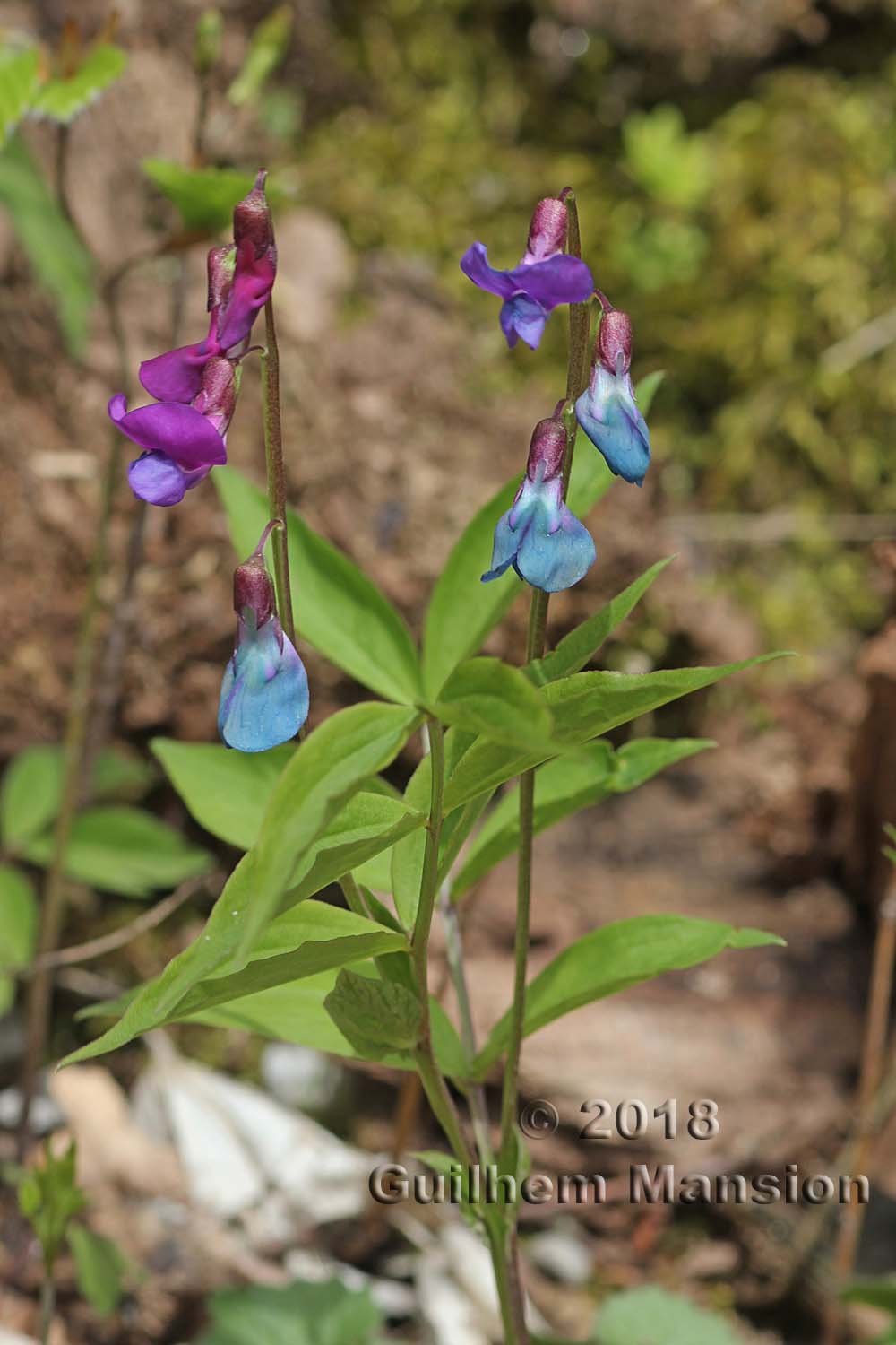 Lathyrus vernus