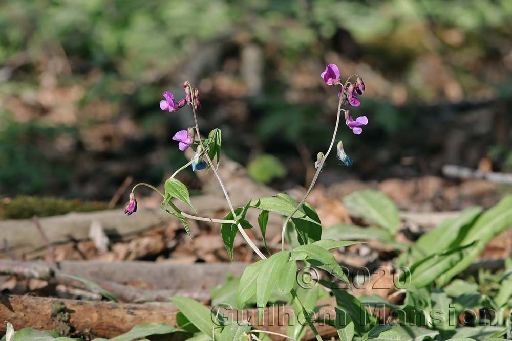 Lathyrus vernus