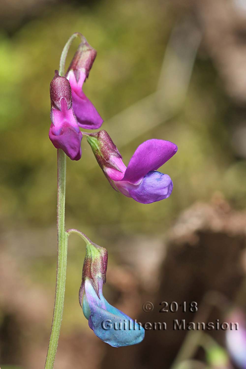 Lathyrus vernus