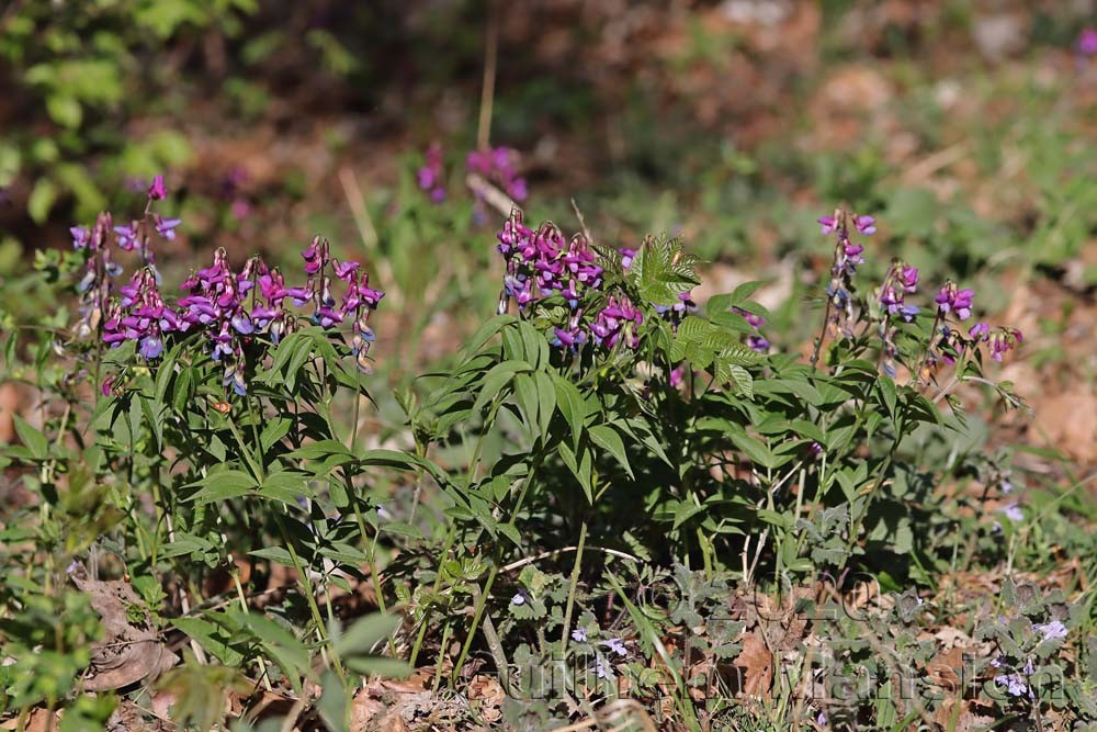 Lathyrus vernus