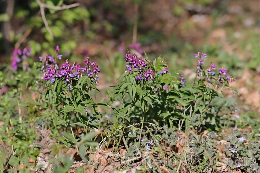 Lathyrus vernus