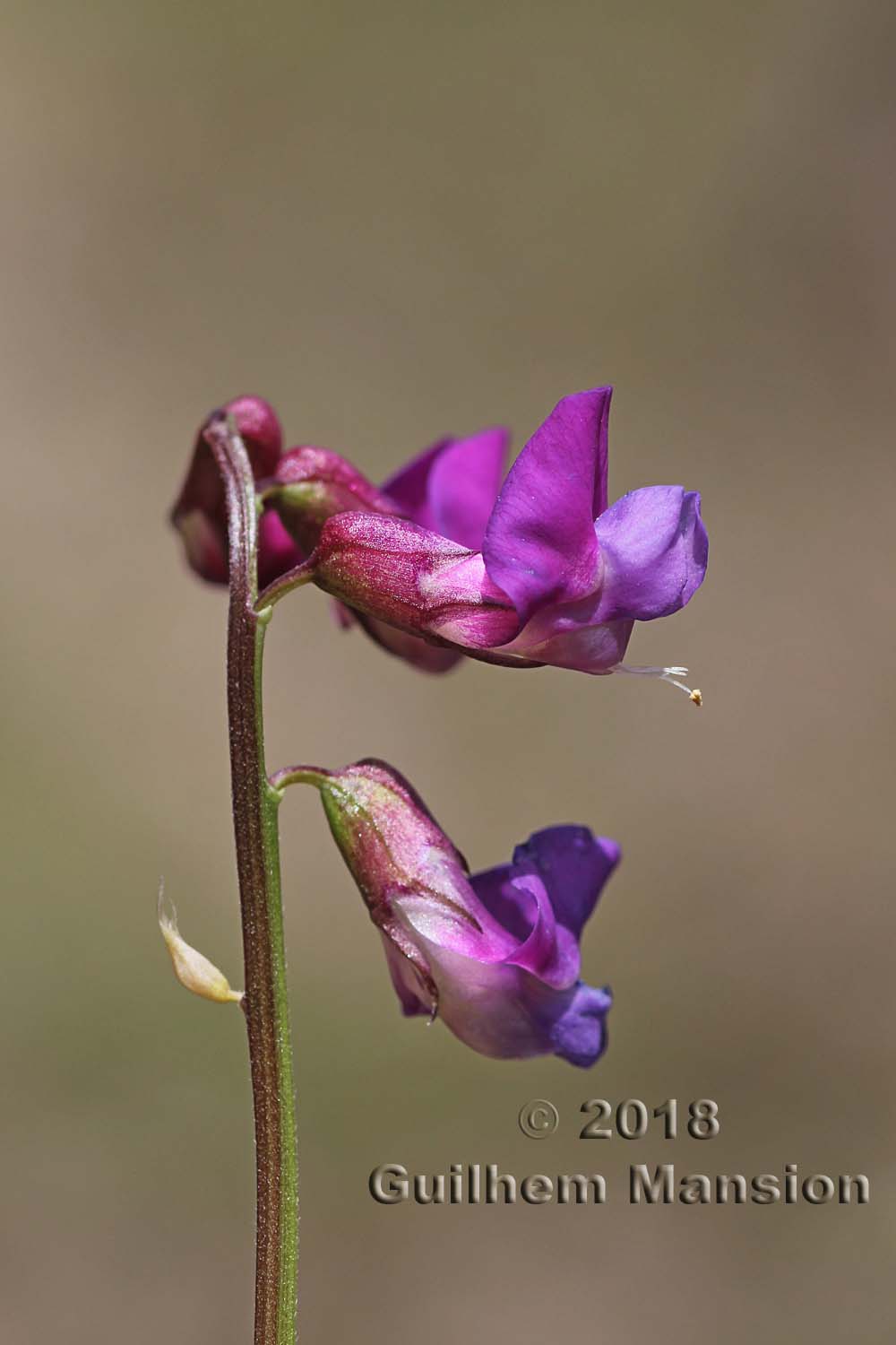 Lathyrus vernus