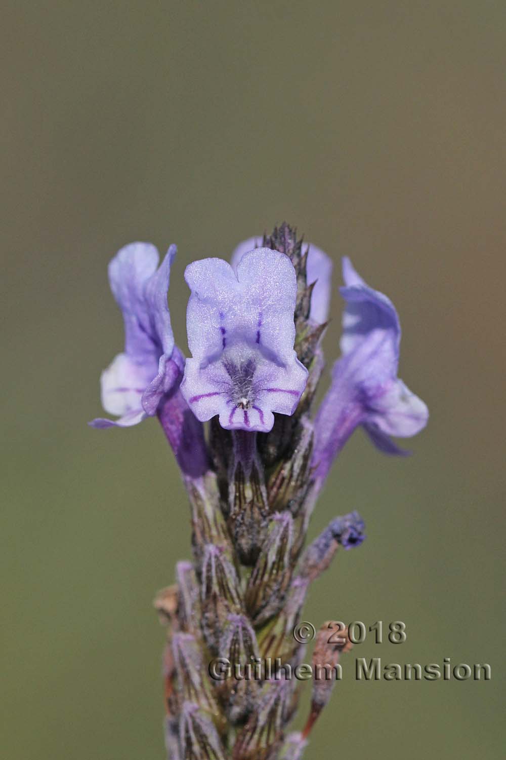 Lavandula multifida