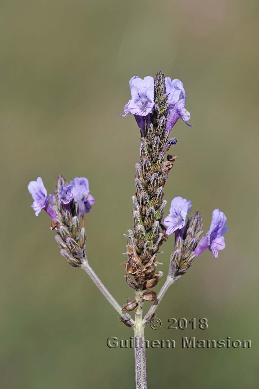 Lavandula multifida