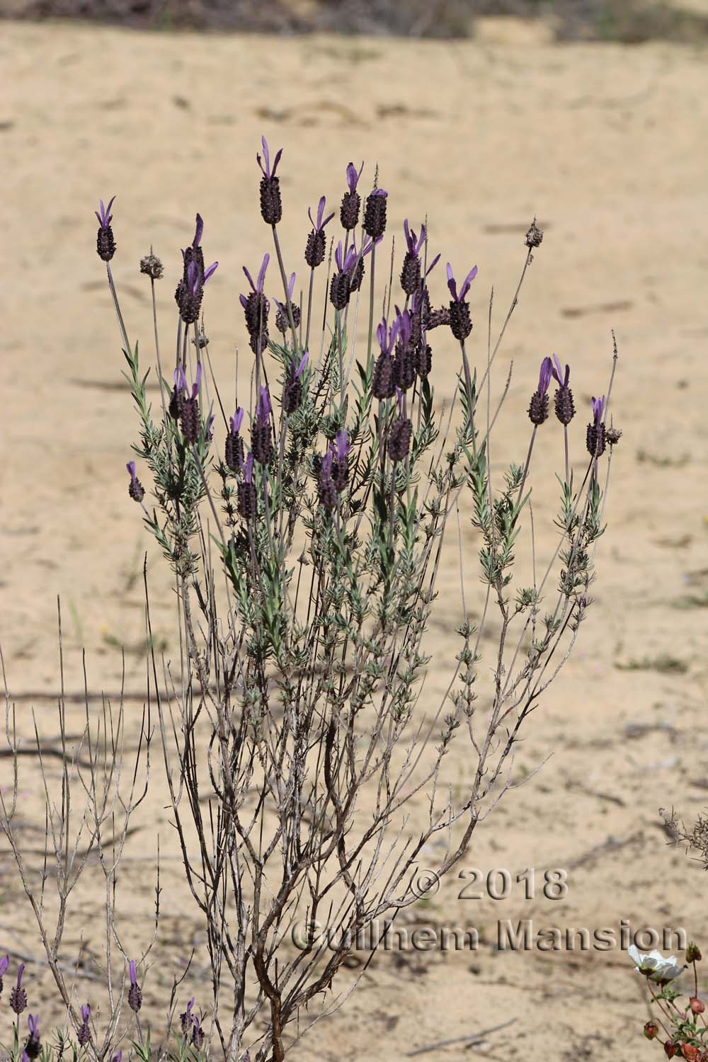 Lavandula stoechas