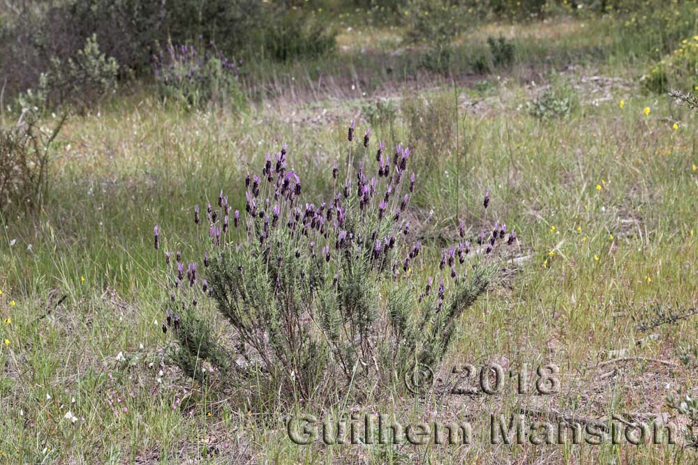 Lavandula stoechas