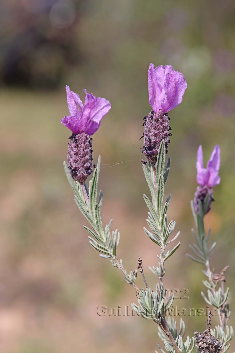 Lavandula stoechas