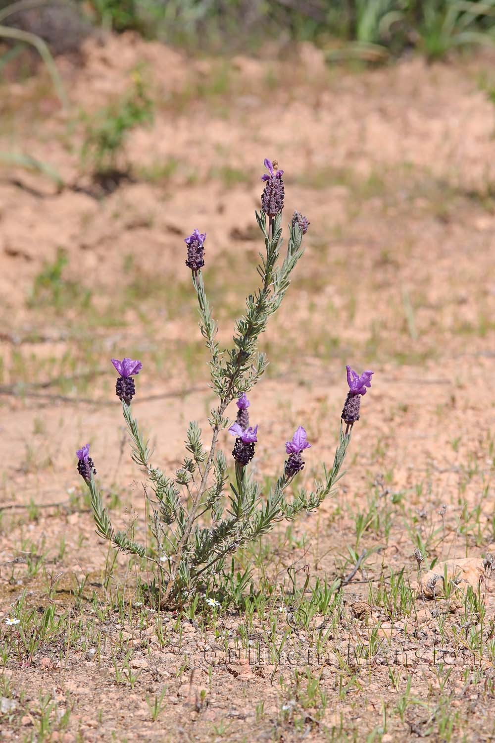 Lavandula stoechas