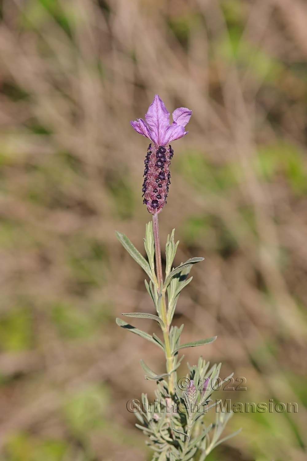 Lavandula stoechas