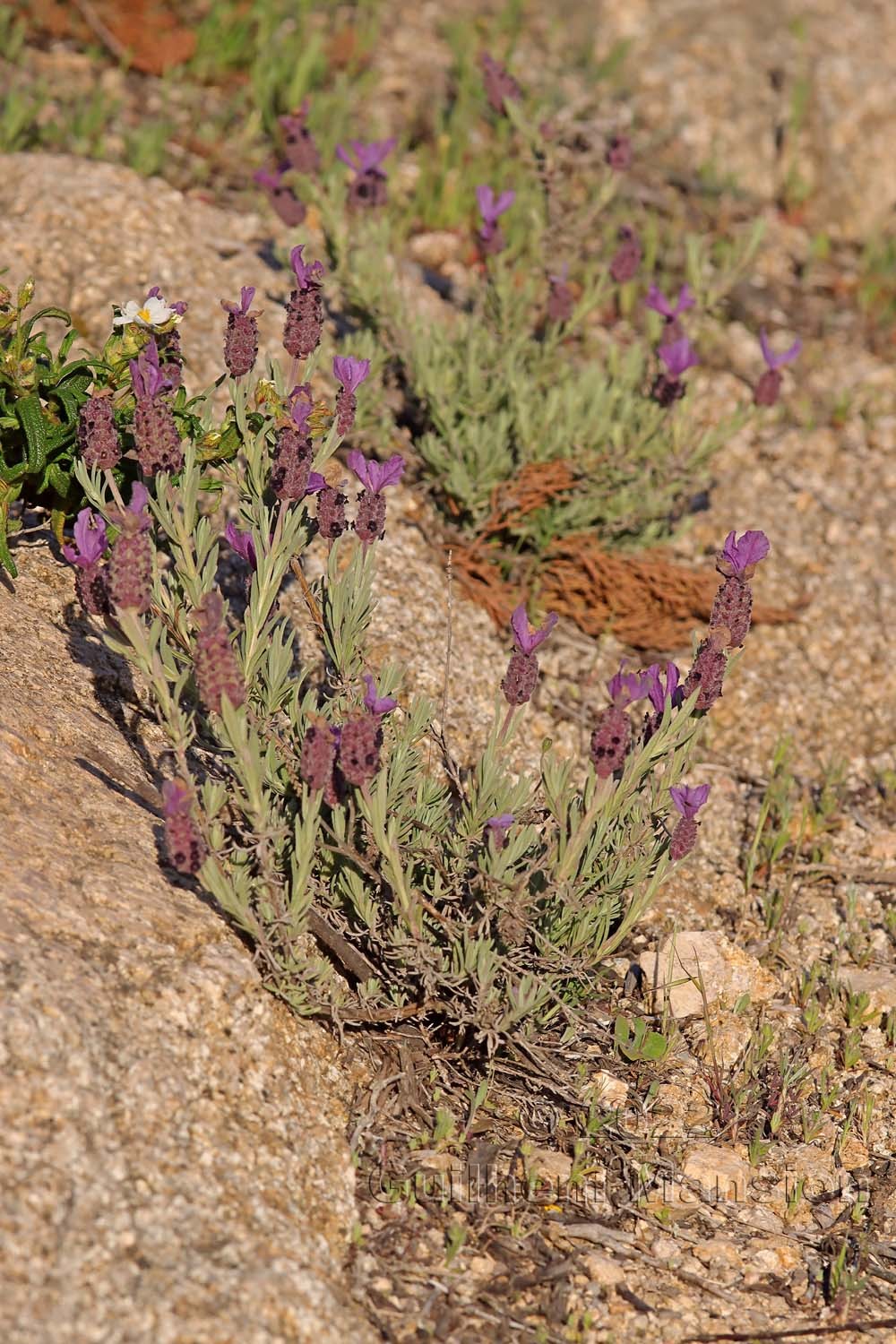 Lavandula stoechas