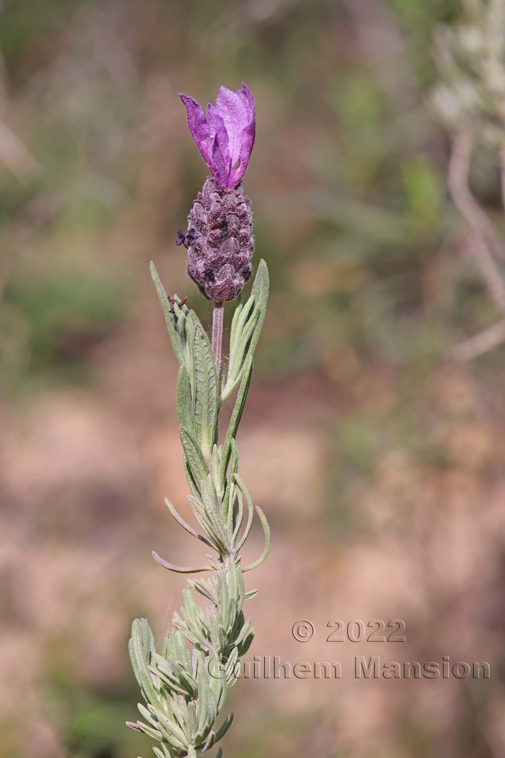 Lavandula stoechas