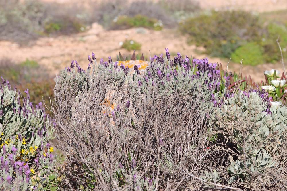 Lavandula stoechas