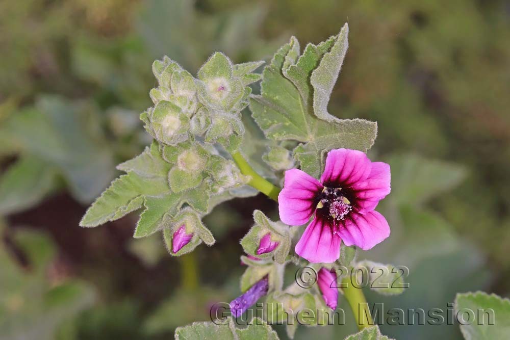 Malva [Lavatera] arborea