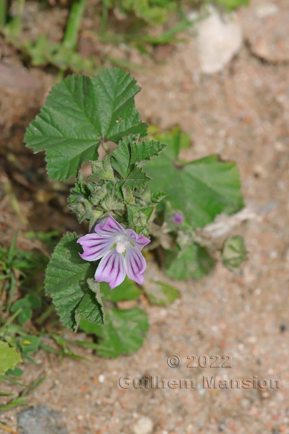 Malva multiflora [Lavatera cretica]