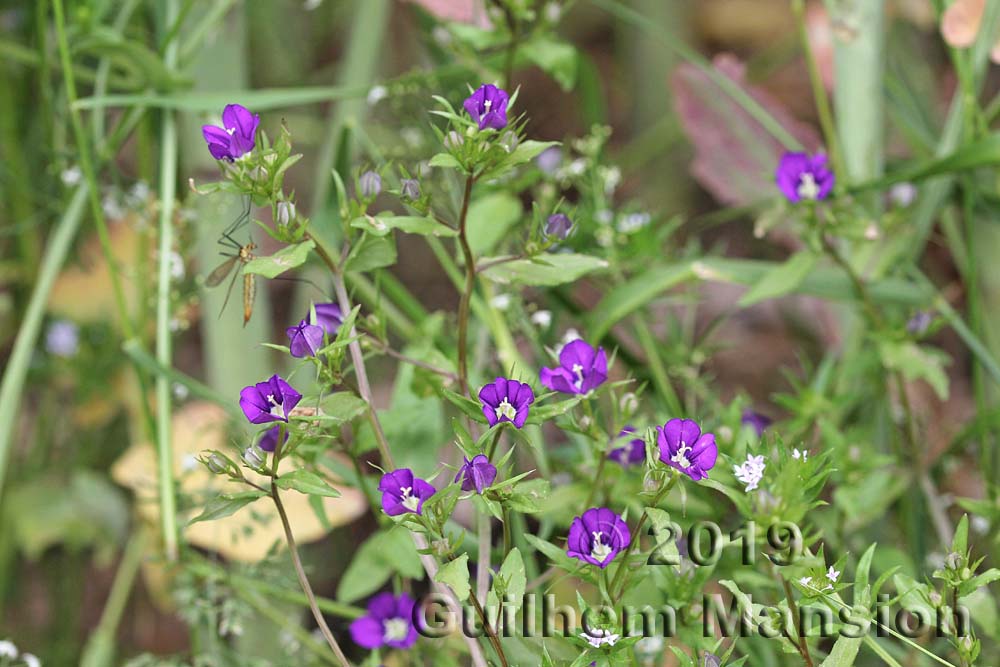 Legousia speculum-veneris