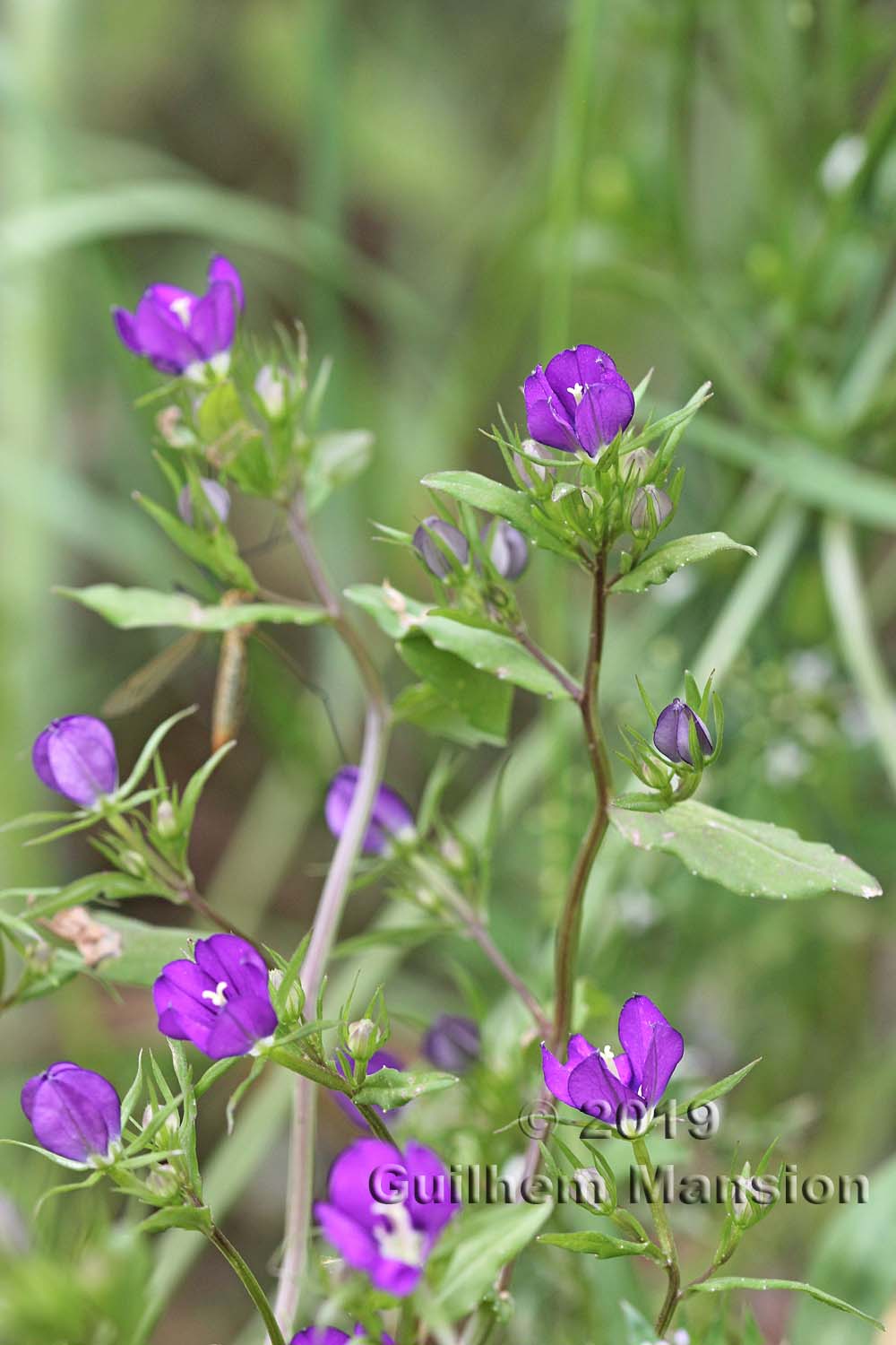 Legousia speculum-veneris