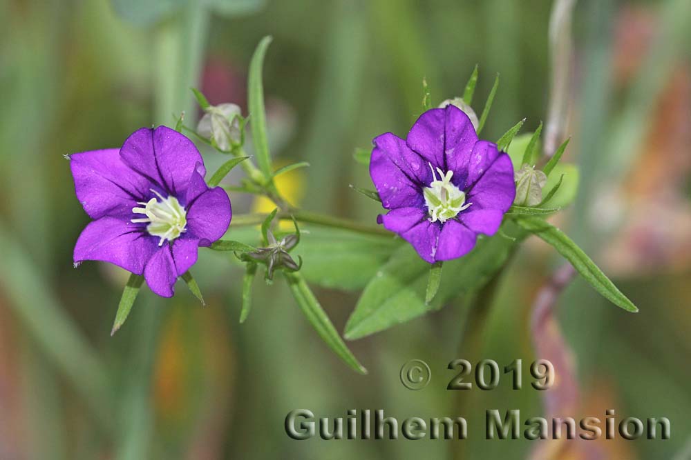 Legousia speculum-veneris