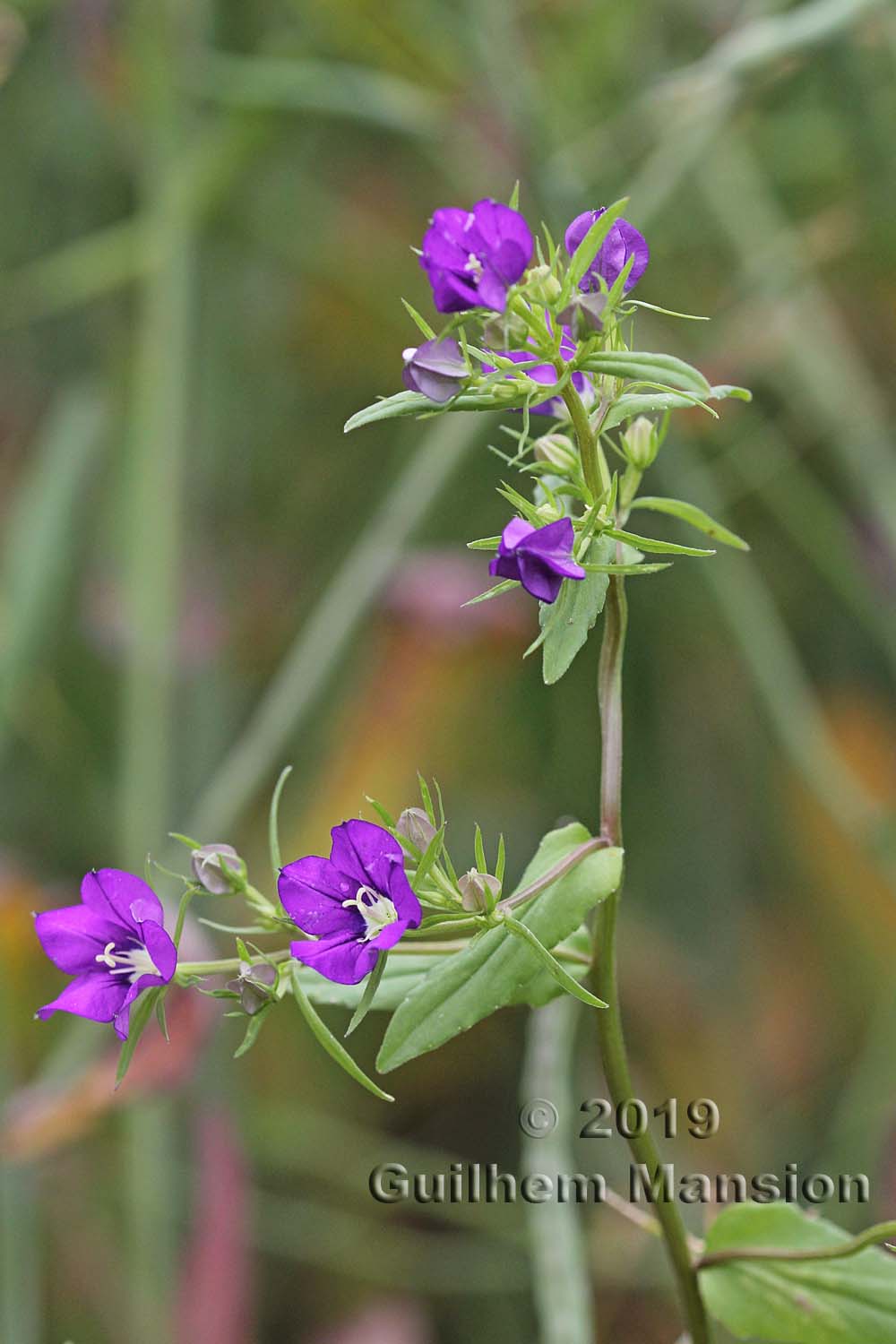 Legousia speculum-veneris