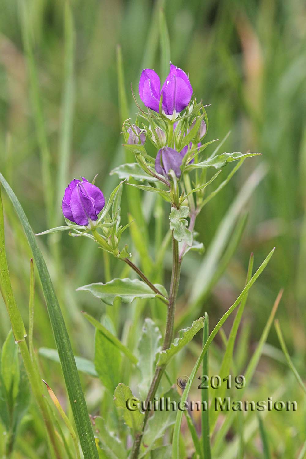 Legousia speculum-veneris