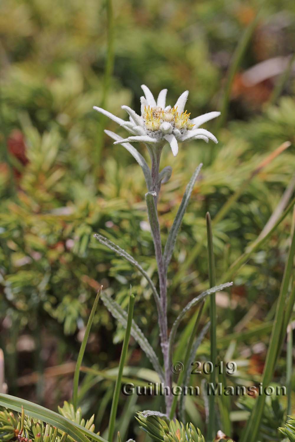 Leontopodium nivale subsp. alpinum