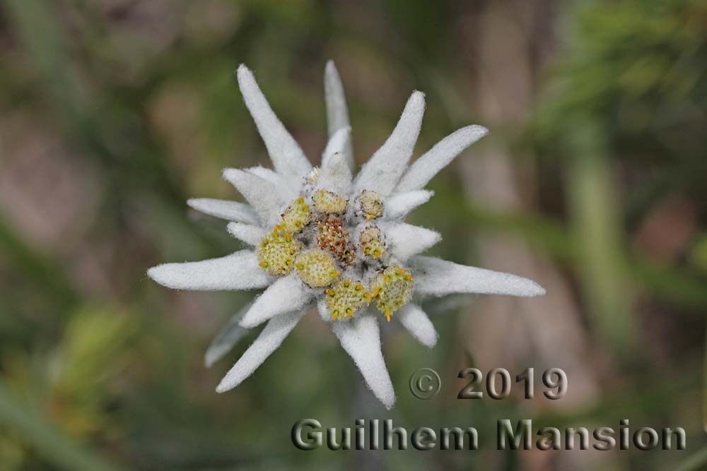 Leontopodium nivale subsp. alpinum