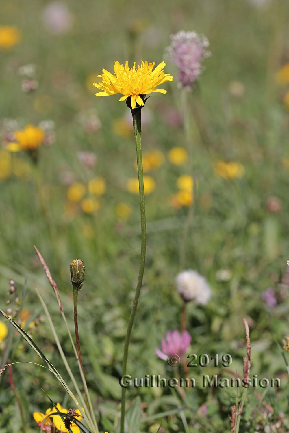 Leontodon hispidus