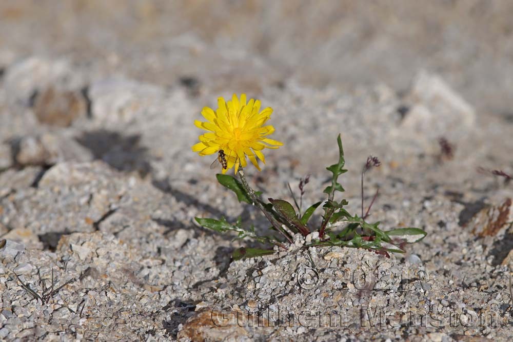 Leontodon montanus