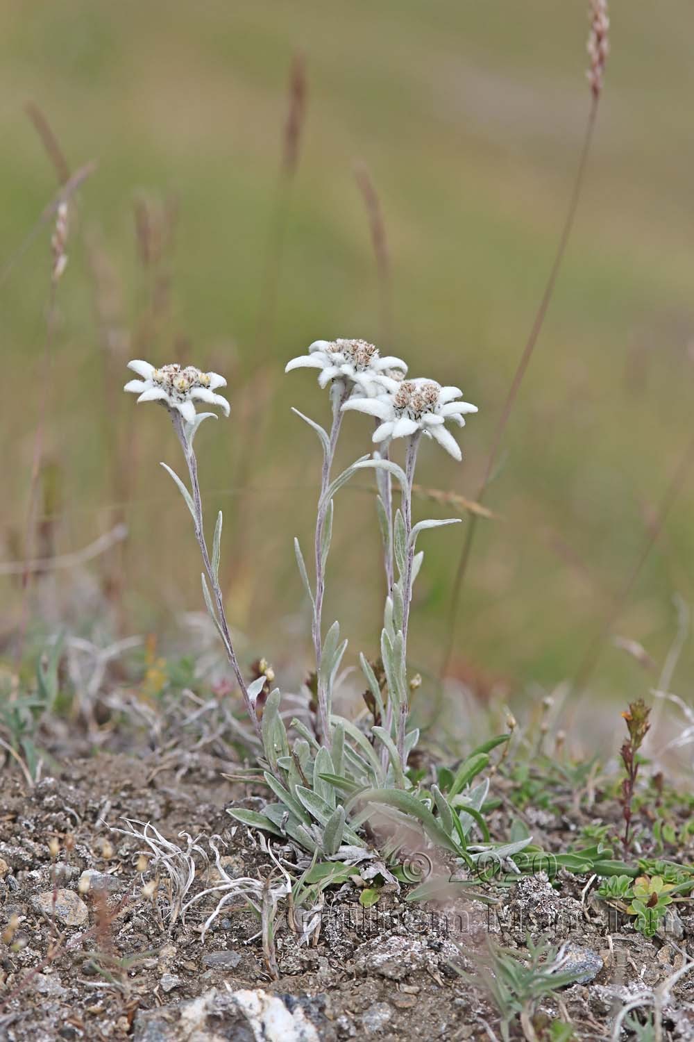 Leontopodium nivale subsp. alpinum