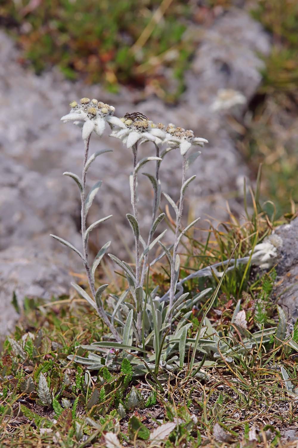 Leontopodium nivale subsp. alpinum