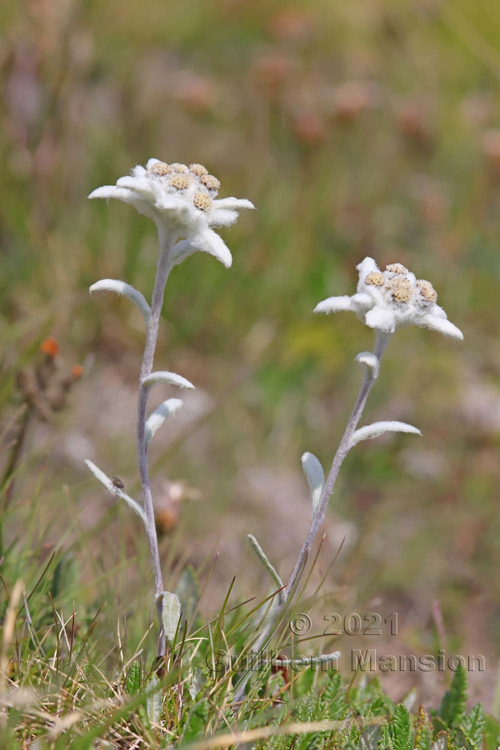 Leontopodium nivale subsp. alpinum